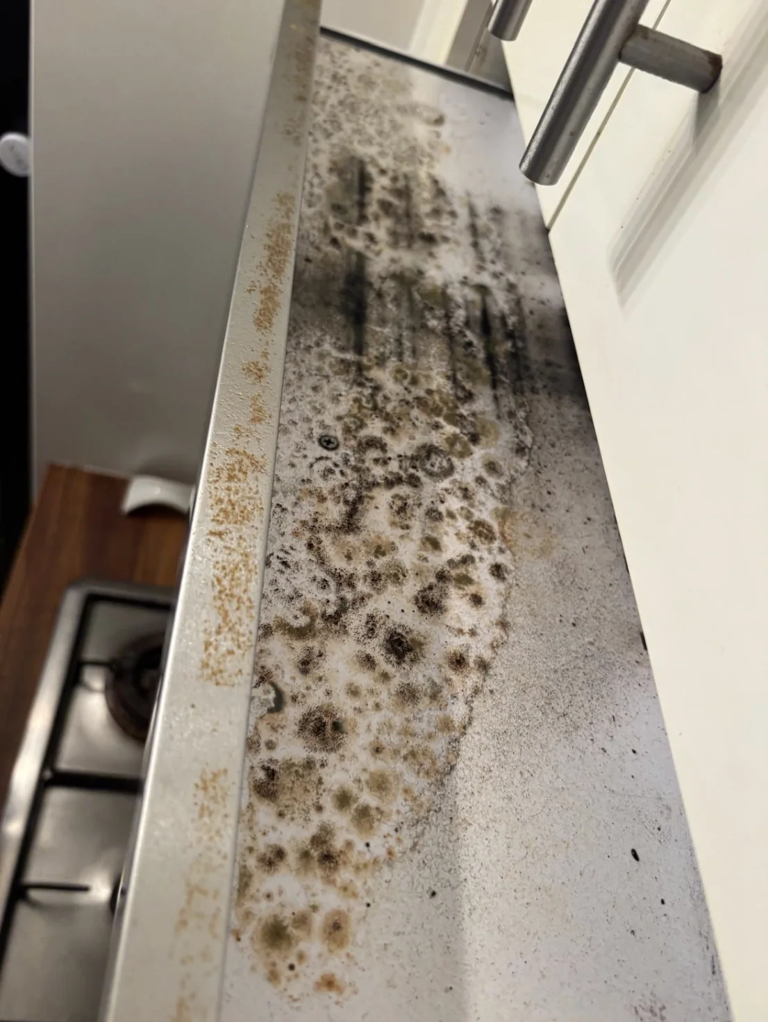 Visible mould growth identified during restoration assessment